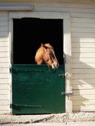 le-centre-equestre Le centre équestre de Montmagny